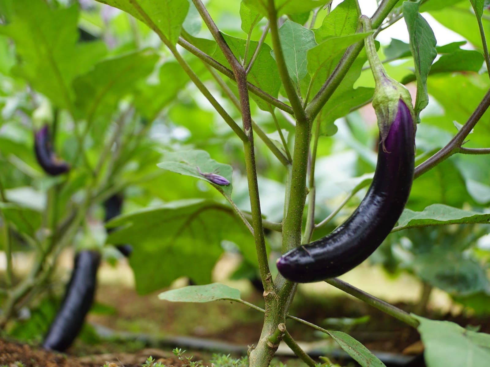 Eggplant grown by Southern Corporate Packers