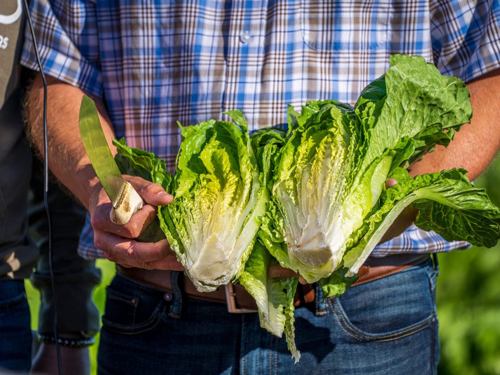Lettuce grown by Southern Corporate Packers