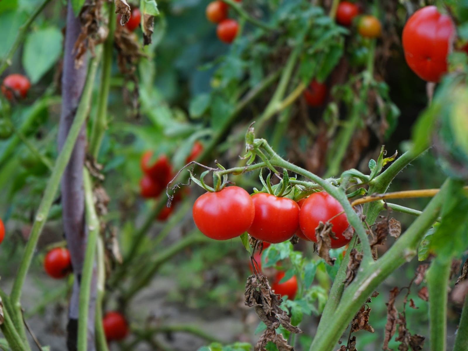 Tomatoes grown by Southern Corporate Packers