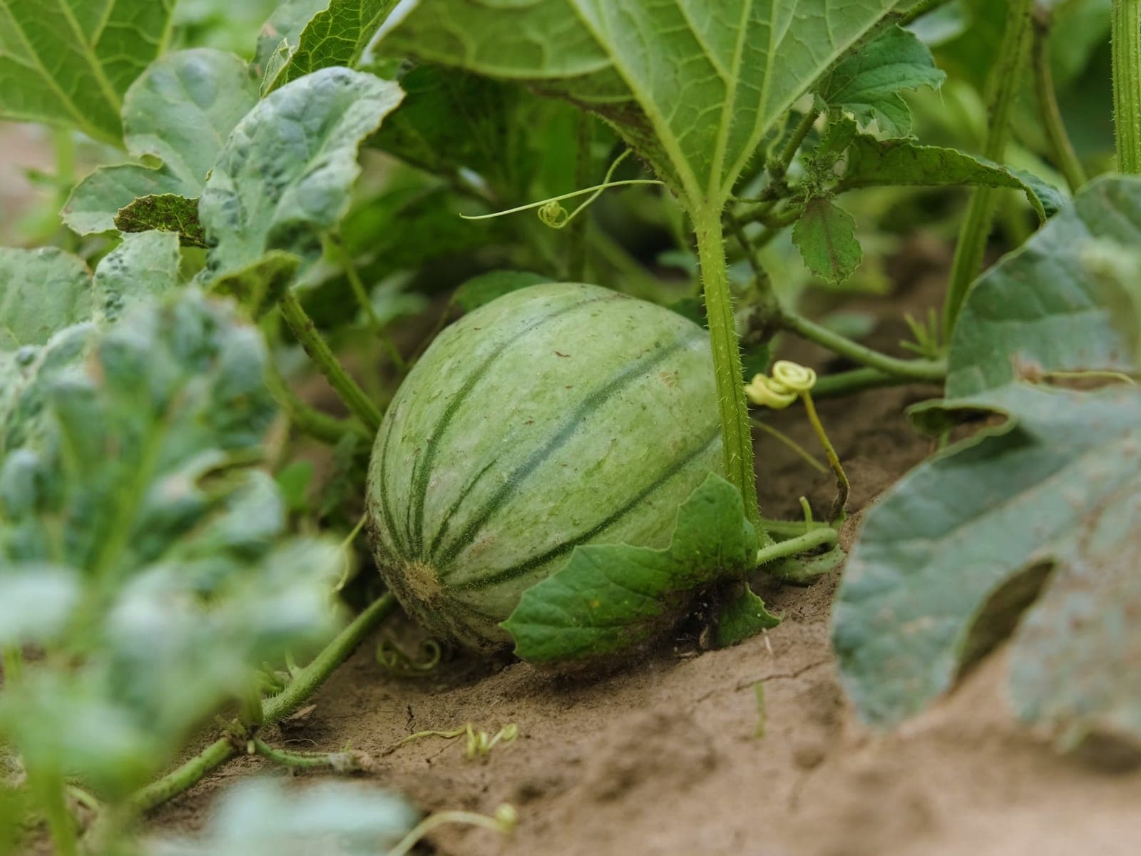 Watermelons grown by Southern Corporate Packers